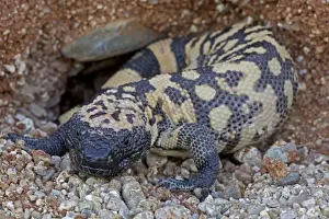 Gila Monster - Sonoran desert - Arizona - USA