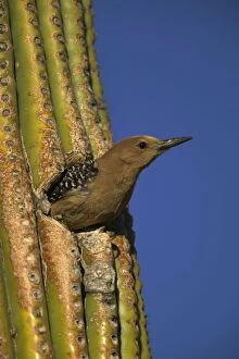 Gila Woodpecker - Appearing from nest hole