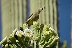 Gila Woodpecker - Calling and feeding on nectar and insects in the Saguaro cactus blossom