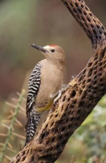 Images Dated 10th March 2005: Gila Woodpecker - On Cholla Cactus. Sonoran Desert, Arizona, USA