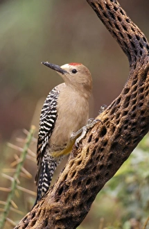 Images Dated 10th March 2005: Gila Woodpecker - On Cholla Cactus. Sonoran Desert, Arizona, USA