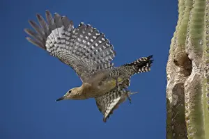 From Below Prints: Gila Woodpecker - emerging from nest hole in Saguaro Cactus - Sonoran Desert - Arizona - USA