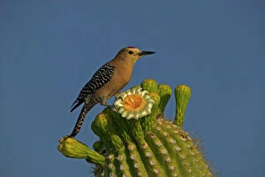 Woodpecker Collection: Gila Woodpecker - Feeding on nectar and insects in the Saguaro cactus blossom - helps pollinate