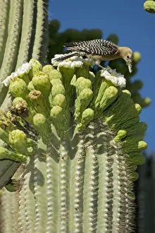 Gila Woodpecker - Feeding on nectar and insects in the Saguaro cactus blossom - Arizona - USA