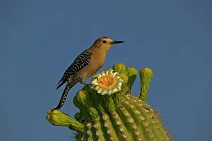 Deserts Prints: Gila Woodpecker - Feeding on nectar
