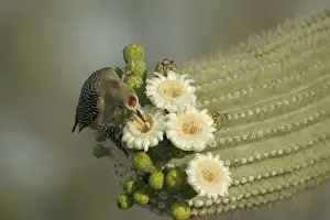 Gila Woodpecker Feeding on nectar and insects in the Saguaro cactus blossom - helps pollinate cactus - makes holes in Saguaro cactus for their nests which are then used by other birds Common Sonoran desert resident