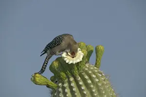 Gila Woodpecker Feeding on nectar and insects in the Saguaro cactus blossom - helps pollinate cactus - makes holes in Saguaro cactus for their nests which are then used by other birds Common Sonoran desert resident