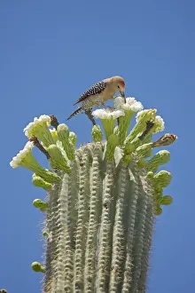 Gila Woodpecker - Feeding on nectar and insects in the Saguaro cactus blossom - Sonoran Desert - Arizona - USA