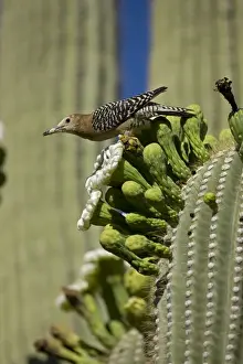 Gila Woodpecker - feeding on nectar and insects in the Saguaro Cactus blossom - Sonoran Desert - Arizona - USA