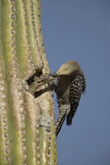Images Dated 26th April 2004: Gila Woodpecker Feeding young at nest in Cactus Feeds on nectar