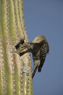 Images Dated 26th April 2004: Gila Woodpecker Feeding young at nest in Cactus Feeds on nectar
