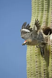 Images Dated 26th April 2004: Gila Woodpecker - In flight emerging from nest with food in mouth - Saguaro cactus - Sonoran