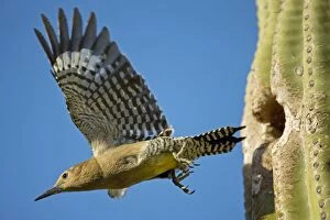 Gila Woodpecker - In flight emerging from nest in Saguaro cactus (Carnegiea gigantea)