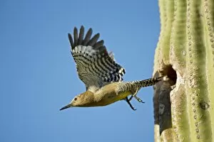 Images Dated 26th April 2004: Gila Woodpecker - In flight emerging from nest in Saguaro cactus (Carnegiea gigantea)