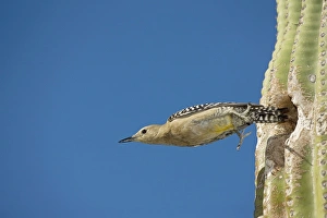 Images Dated 26th April 2004: Gila Woodpecker - In flight emerging from nest in Saguaro cactus (Carnegiea gigantea)