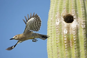 Images Dated 26th April 2004: Gila Woodpecker - In flight emerging from nest in Saguaro cactus (Carnegiea gigantea)