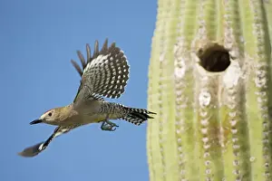 Deserts Prints: Gila Woodpecker - In flight emerging from nest in Saguaro cactus (Carnegiea gigantea) - Sonoran Desert - Arizona - USA