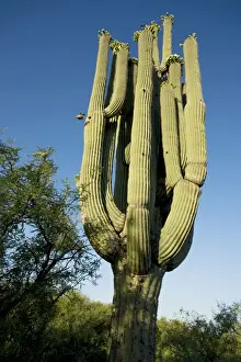 Gila Woodpecker - In flight emerging from nest in Saguaro cactus (Carnegiea gigantea) - Sonoran Desert - Arizona - USA