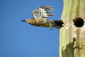 Images Dated 26th April 2004: Gila Woodpecker - In flight emerging from nest with young in Saguaro cactus