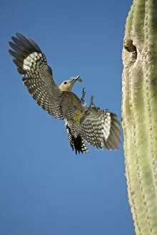 Gila Woodpecker - In flight landing on nest in Saguaro cactus with food for young