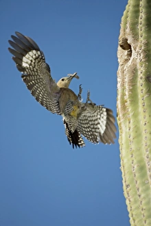 Images Dated 26th April 2004: Gila Woodpecker - In flight landing on nest in Saguaro cactus with food for young - Sonoran Desert