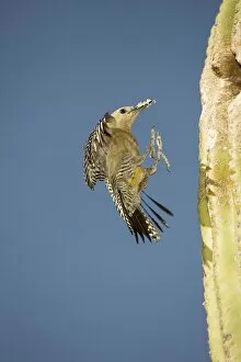 Images Dated 30th May 2008: Gila Woodpecker - In flight landing on nest in Saguaro cactus with food for young - Sonoran Desert