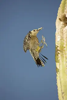 Gila Woodpecker - In flight landing on nest in Saguaro cactus with food for young - Sonoran Desert - Arizona - USA