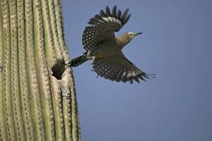 Gila Woodpecker - in flight, leaving nest in cactus