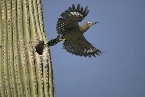 Gila Woodpecker In flight leaving nest in Cactus Feeds on nectar and insects in the Saguaro cactus blossom - helps pollinate cactus - makes holes in Saguaro cactus for their nests which are then used by other