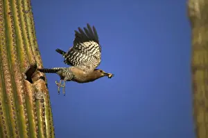 Gila Woodpecker In flight, leaving nest with food in mouth. Feeds on nectar and insects in the Saguaro cactus blossum - helps pollinate cactus - makes holes in Saguaro cactus for their nests which are then used by other birds - common Sonoran desert