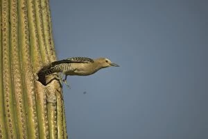 Gila Woodpecker - Leaving nest in