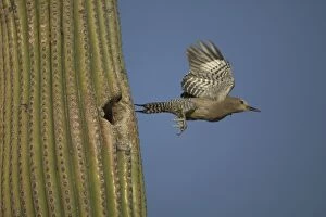 Gila Woodpecker - Leaving nest in cactus