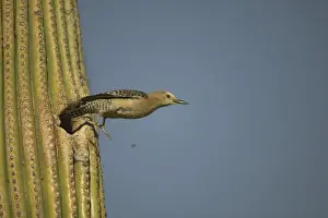 Gila Woodpecker Leaving nest in Cactus Feeds on nectar and insects in the Saguaro cactus blossom - helps pollinate cactus - makes holes in Saguaro cactus for their nests which are then used by other birds