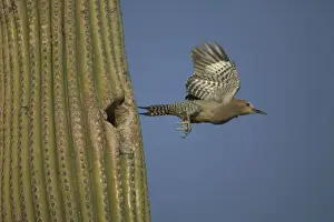 Gila Woodpecker Leaving nest in Cactus Feeds on nectar and insects in the Saguaro cactus blossom - helps pollinate cactus - makes holes in Saguaro cactus for their nests which are then used by other birds
