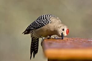 Gila Woodpecker - male - drinking water drops