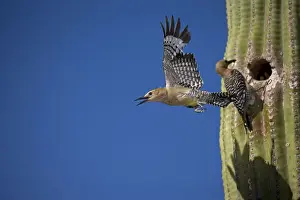 Gila Woodpecker - Male emerging from nest in Saguaro cactus - Female at nesting hole with food for young - Arizona - USA - Overall range from southwestern U. S. to central Mexico