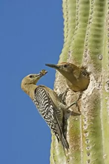 Gila Woodpecker - Male and female at nest in Saguaro cactus