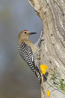 Gila Woodpecker - male - March - southeastern Arizona - USA