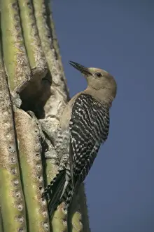 Saguaros Prints: Gila Woodpecker At nest in Cactus Feeds on nectar