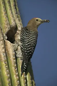 Cacti Prints: Gila Woodpecker At nest in Cactus with food in beak Feeds on nectar