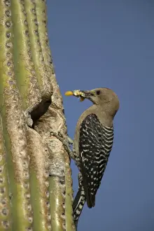 Gila Woodpecker At nest in Cactus with food in beak Feeds on nectar and insects in the Saguaro cactus blossom - helps pollinate cactus - makes holes in Saguaro cactus for their nests which are then used by other