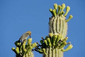 Gila Woodpecker - Perched on cholla cactus foraging for food for young