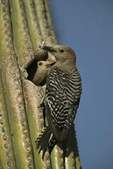 Saguaros Prints: Gila Woodpeckers At nest in Cactus with food in beak Feeds on nectar