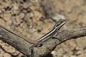 Dragon Prints: Gilbert's Dragon - Commonly known as Ta-Ta lizard because after every short dash it waves a front leg in a circular