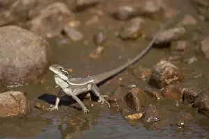 Gilbert's Dragon Drinking at a tiny pool of ephemeral water in the otherwise dry riverbed of Donkey Creek, near Canteen Creek Aboriginal Community, central Northern Territory, Australia