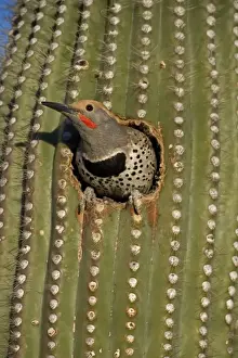 Gilded Flicker (Colaptes chrysoides) in Nest in Saguaro Cactus - Sonoran Desert - Arizona - Male - These woodpeckers are permanent residents that are found in all desert habitats - Makes holes in saguaro cactus for nests which are later used by