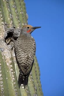 Images Dated 24th April 2007: Gilded Flicker (Colaptes chrysoides) at Nest in Saguaro Cactus - Sonoran Desert - Arizona - Male