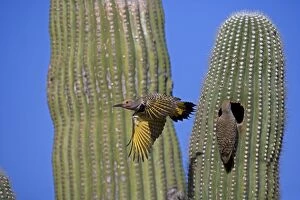 Images Dated 27th April 2007: Gilded Flicker (Colaptes chrysoides) flying from nest in saguaro cactus - Sonoran Desert - Arizona