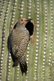 Images Dated 25th April 2007: Gilded Flicker (Colaptes chrysoides) in Nest in Saguaro Cactus - Sonoran Desert - Arizona - Male