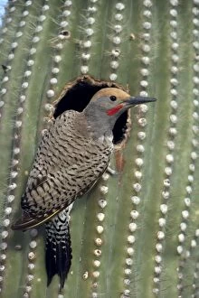 Images Dated 24th April 2007: Gilded Flicker (Colaptes chrysoides) at Nest in Saguaro Cactus - Sonoran Desert - Arizona - These